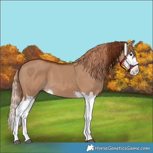 Horse Color:Red Dun Splash  and Red Dun Splash 
