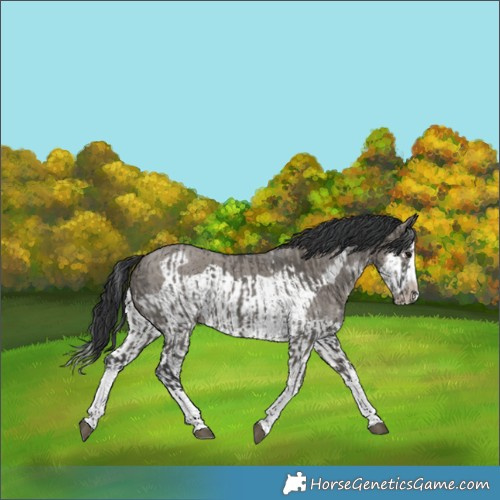 Horse Color:Grullo Sabino Splash  and Grullo Sabino Splash Frame 