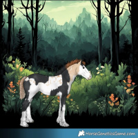 Horse Color:Black  and Red Dun Splash Appaloosa 