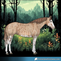 Horse Color:Red Dun Splash  and Red Dun Splash 