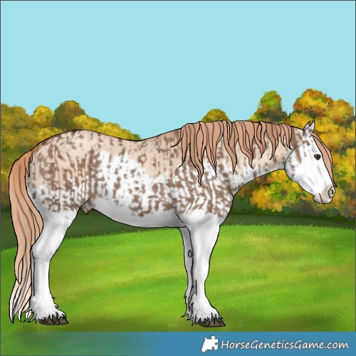 Horse Color:Liver Red Dun Splash  and Gold Champagne Dun Splash 