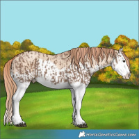 Horse Color:Liver Red Dun Splash  and Gold Champagne Dun Splash 