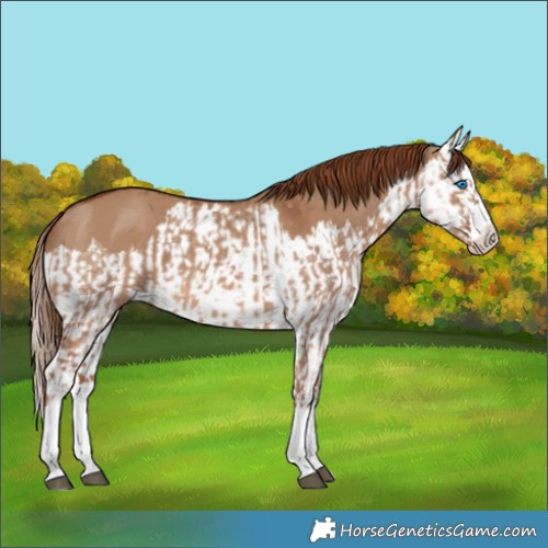 Horse Color:Red Dun Splash  and Red Dun Splash 