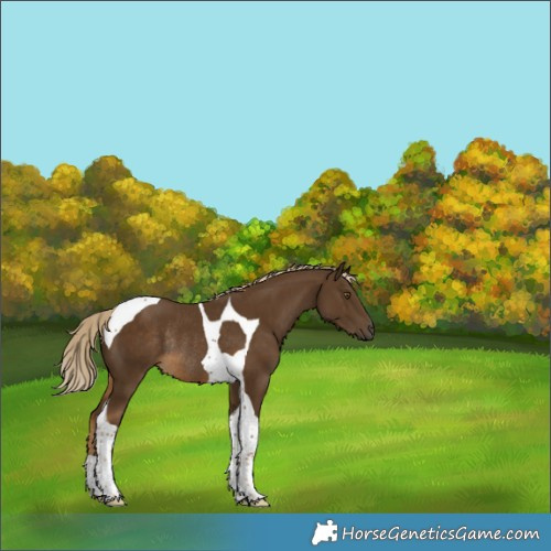 Horse Color:Chocolate Palomino Tobiano Rabicano 