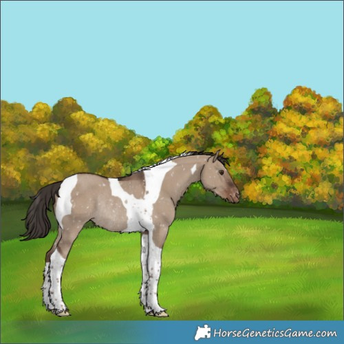 Horse Color:Liver Red Dun Tobiano Appaloosa Rabicano 
