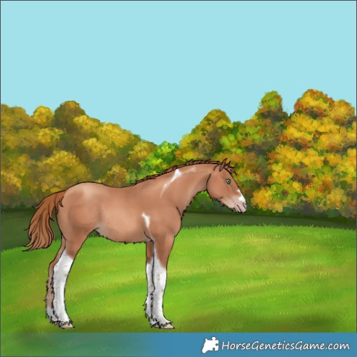 Horse Color:Gold Champagne Tobiano Rabicano 