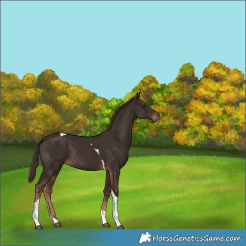 Horse Color:Liver Chestnut Tobiano Rabicano 