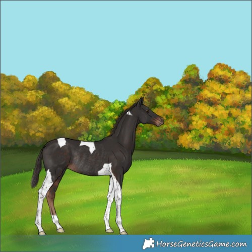 Horse Color:Liver Chestnut Tobiano Rabicano