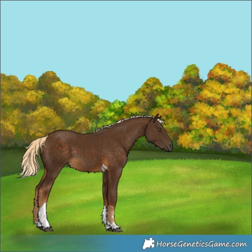 Horse Color:Chocolate Palomino Tobiano Rabicano 