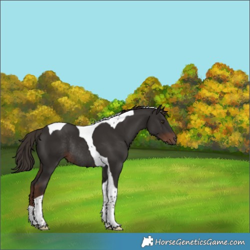 Horse Color:Liver Chestnut Tobiano Rabicano 