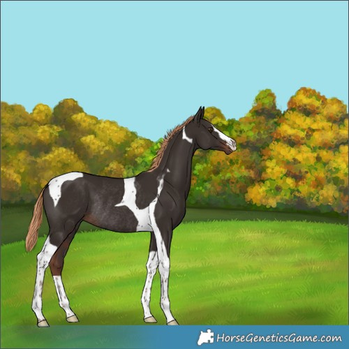 Horse Color:Liver Chestnut Tobiano Rabicano 
