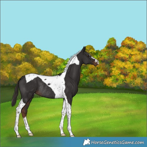 Horse Color:Liver Chestnut Tobiano Rabicano