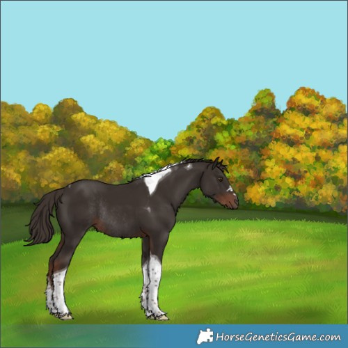 Horse Color:Liver Chestnut Tobiano Rabicano 