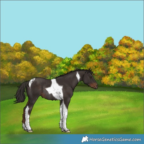 Horse Color:Liver Chestnut Tobiano Rabicano 