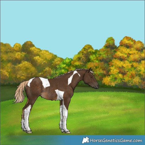 Horse Color:Chocolate Palomino Tobiano Rabicano 