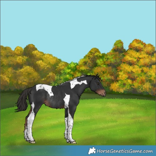 Horse Color:Liver Chestnut Tobiano Rabicano 