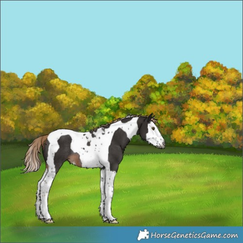 Horse Color:Gray Chocolate Palomino Splash Tobiano Rabicano 