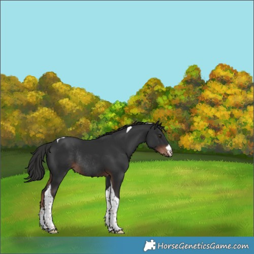 Horse Color:White Spotted Liver Chestnut Tobiano Rabicano 