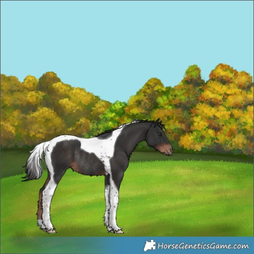 Horse Color:Liver Chestnut Tobiano Rabicano 