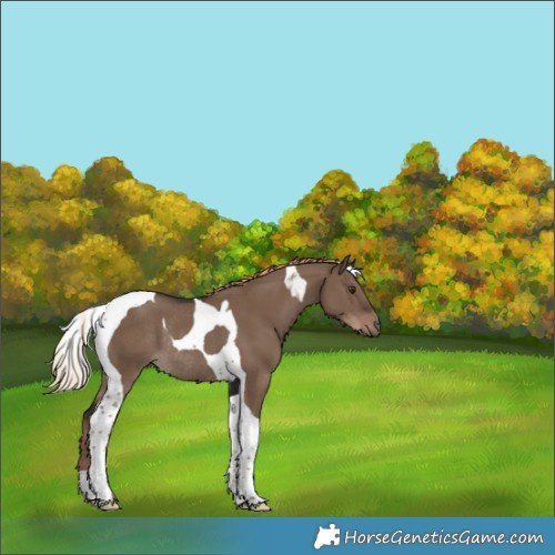 Horse Color:Liver Red Dun Tobiano Rabicano 