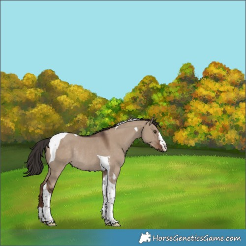 Horse Color:Liver Red Dun Tobiano Rabicano