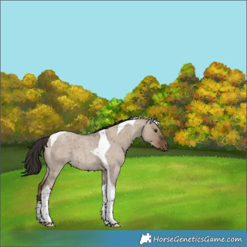 Horse Color:Liver Red Dun Roan Tobiano Rabicano