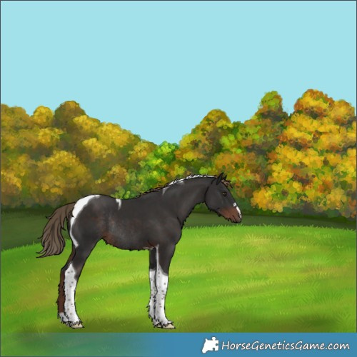 Horse Color:Liver Chestnut Tobiano Rabicano 