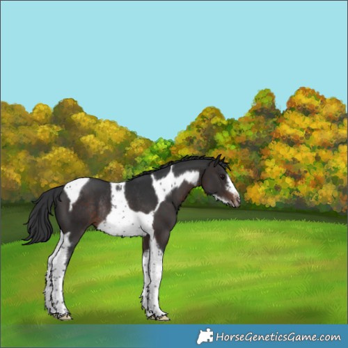 Horse Color:Brown Tobiano Frame Rabicano 