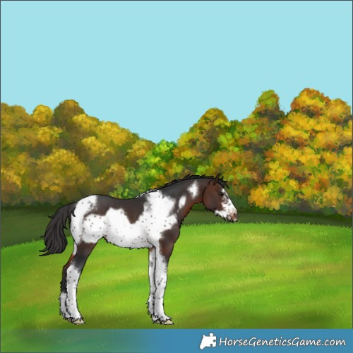 Horse Color:Brown Tobiano Frame Rabicano