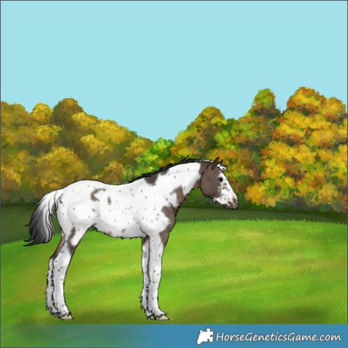 Horse Color:Brown Dun Sabino Tobiano Frame Rabicano