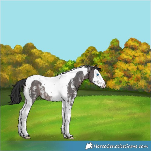 Horse Color:Brown Sabino Splash Tobiano Rabicano