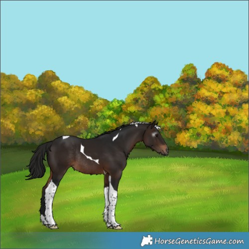 Horse Color:Gray Bay Tobiano Rabicano 