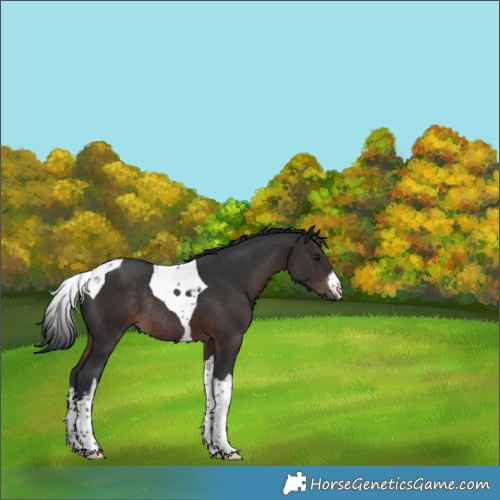 Horse Color:White Spotted Brown Tobiano Rabicano