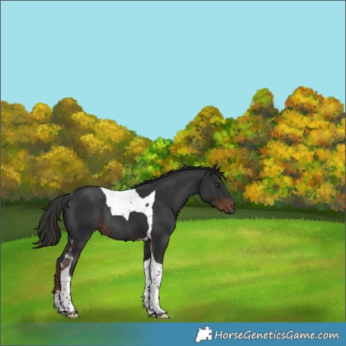 Horse Color:Liver Chestnut Tobiano Rabicano 