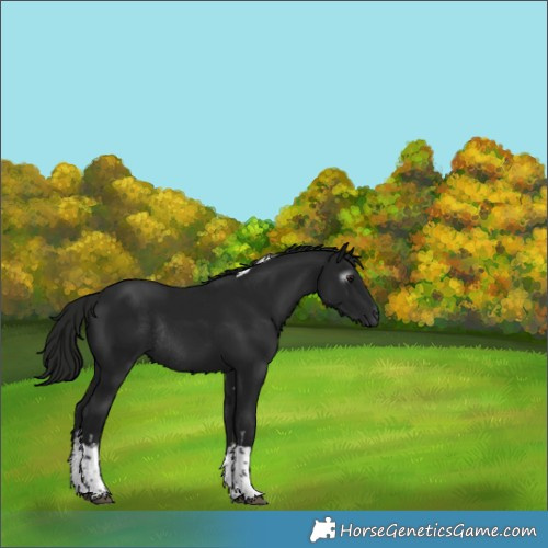 Horse Color:Gray White Spotted Black Tobiano Rabicano 