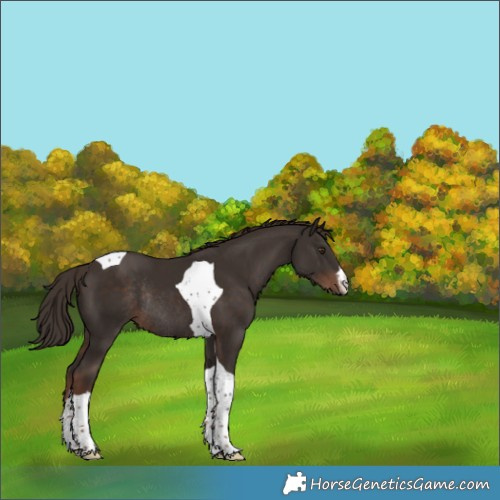 Horse Color:White Spotted Liver Chestnut Tobiano Rabicano 