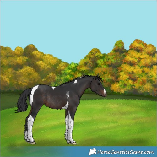 Horse Color:White Spotted Brown Tobiano Rabicano 