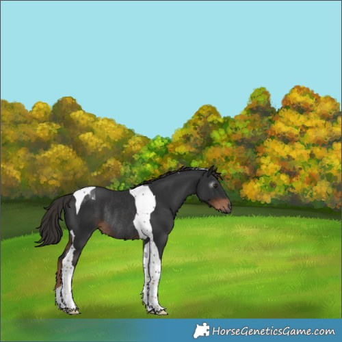 Horse Color:Gray Liver Chestnut Tobiano Rabicano