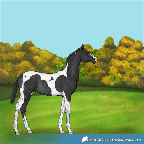 Horse Color:Black Tobiano Rabicano 