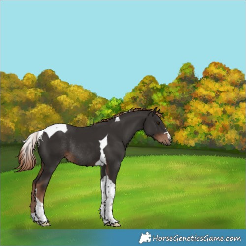 Horse Color:Liver Chestnut Tobiano Rabicano 