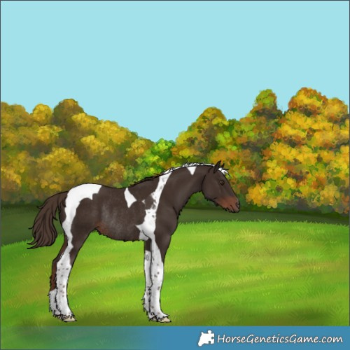Horse Color:Liver Chestnut Tobiano Rabicano 
