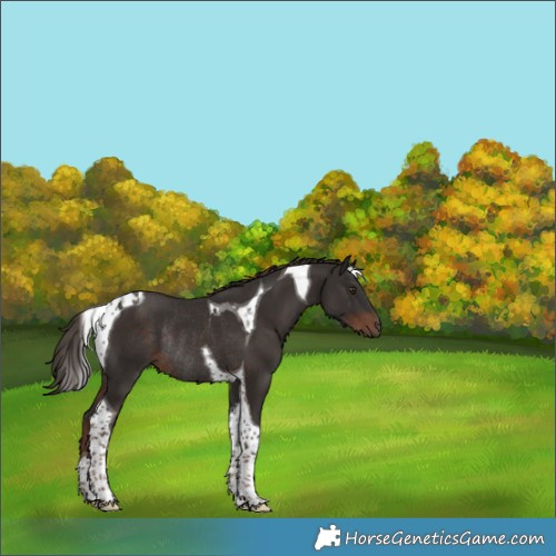 Horse Color:Liver Chestnut Tobiano Rabicano 