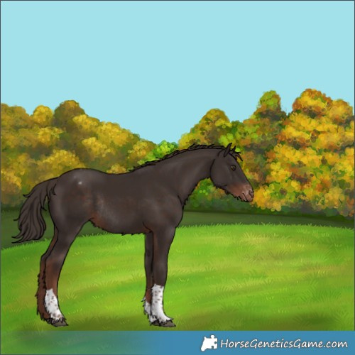 Horse Color:Liver Chestnut Tobiano Varnish Rabicano 