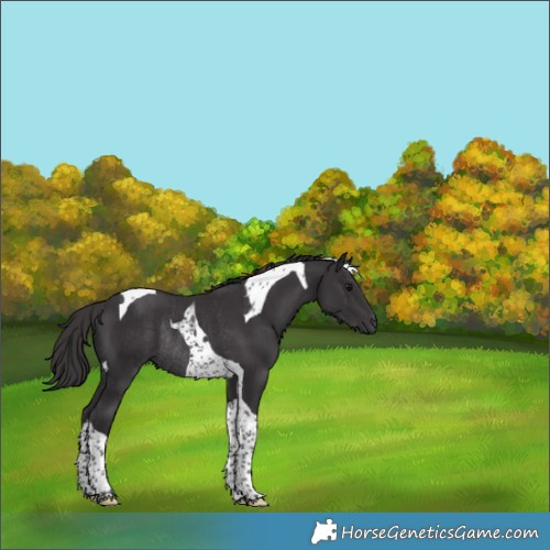 Horse Color:Smoky Black Tobiano Rabicano 