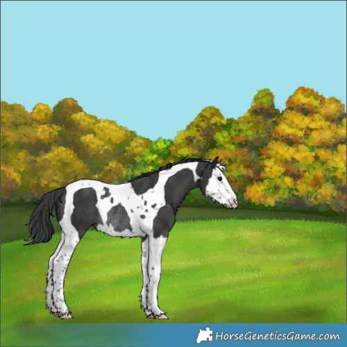 Horse Color:Black Splash Tobiano Rabicano 