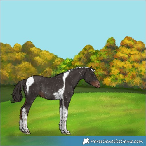 Horse Color:Liver Chestnut Tobiano Appaloosa Rabicano 