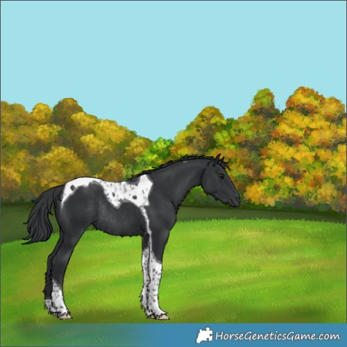 Horse Color:Black Tobiano Rabicano 