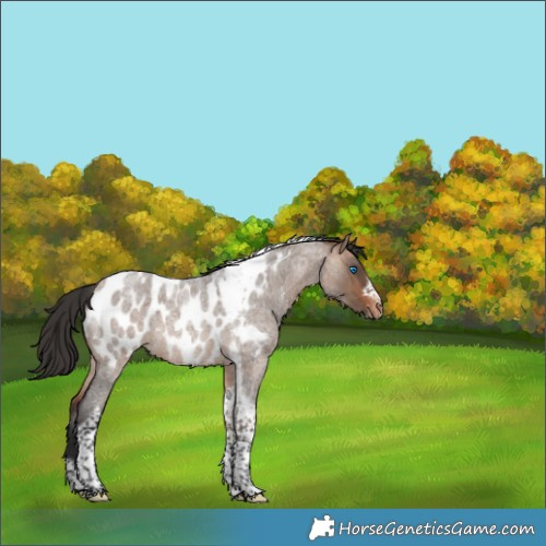 Horse Color:Bay Roan Dun Tobiano Frame Appaloosa Rabicano 