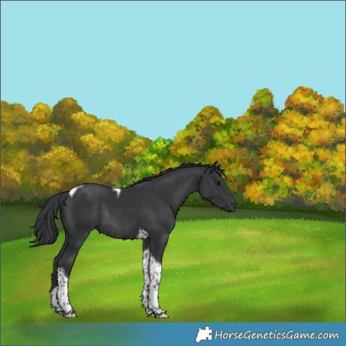 Horse Color:Black Tobiano Rabicano 