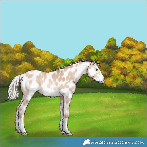 Horse Color:Silver Sable Champagne Dun Sabino Splash Frame Near Leopard 